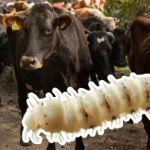 Pone en alerta a Estados Unidos avance de plaga del gusano barrenador y amenaza la industria ganadera
