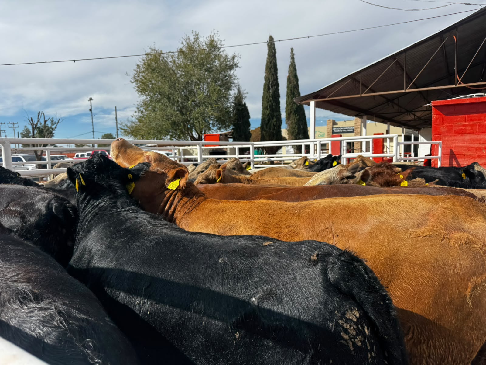 Reanudan exportación ganadera por Puerto Palomas con primer cruce de más de 700 cabezas